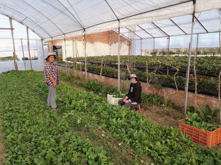 Production et la commercialisation de bocashi d'azolla