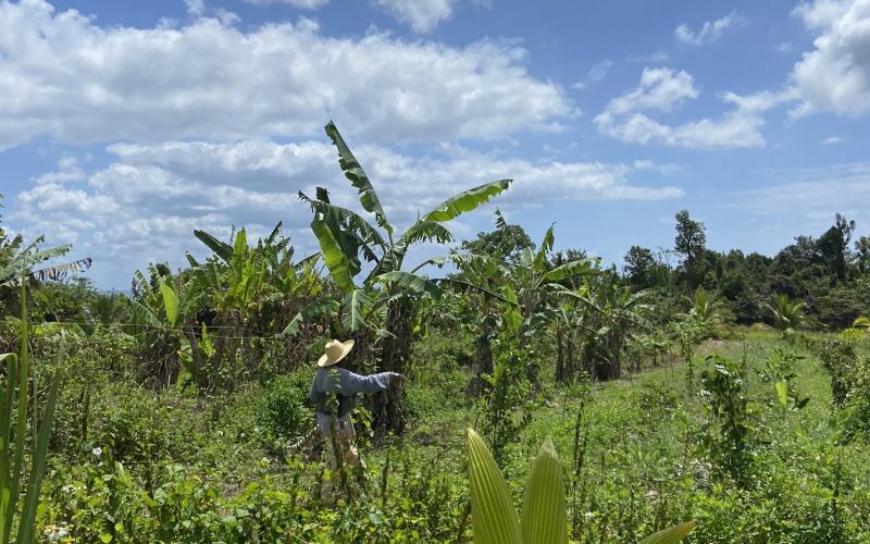 Bananeraie en Guadeloupe